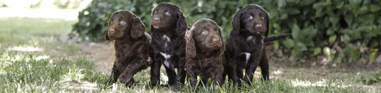 Springer Spoodle Our Springbank Spoodle Puppies