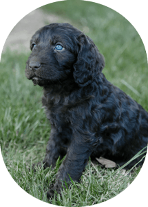 Spoodle Puppy Black