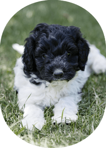 Spoodle Puppy Black and White Parti Colour