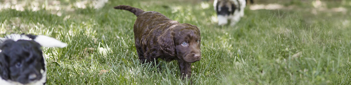 Spoodle Puppy Preparation Footer Spoodle Puppy Preparation Footer