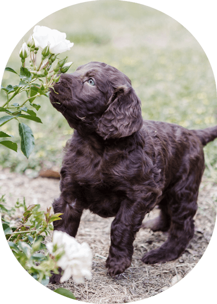 Puppy Proofing and Puppy School