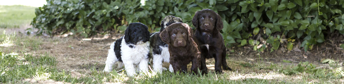 Springbank Spoodle Puppy Breed Stabilisation