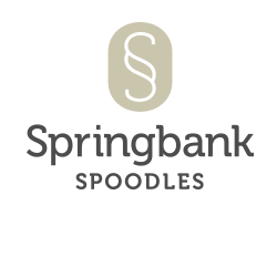 Springbank Spoodles