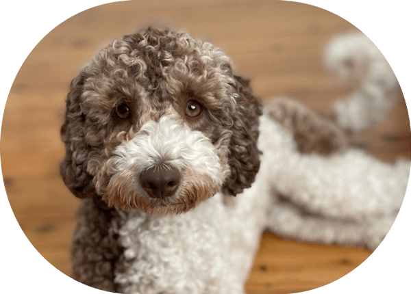 SS_Committment Commitment of Owning a Dog