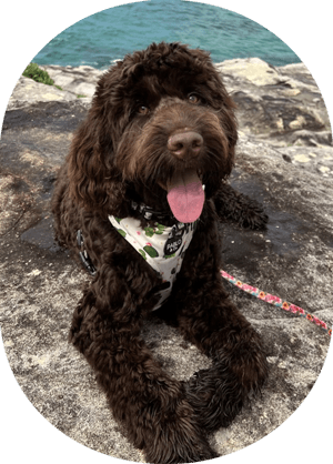 SS_Size Springbank Spoodle Puppy Size